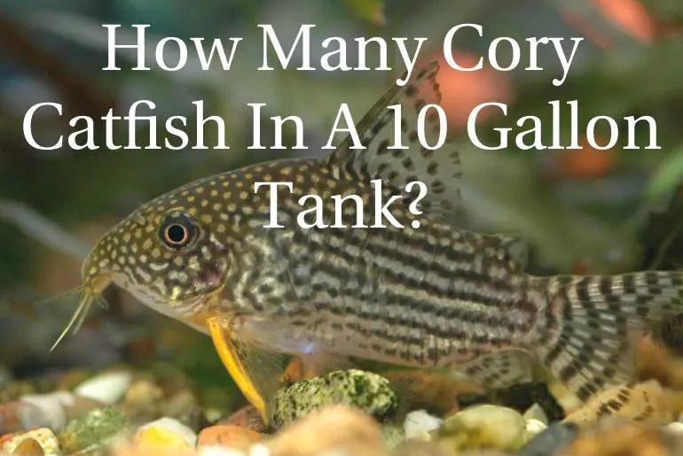 How Many Cory Catfish In A 10 Gallon Tank? Fish Keeping Guide