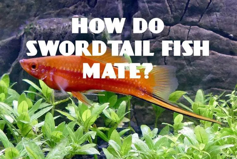 How Do Swordtail Fish Mate? Fish Keeping Guide
