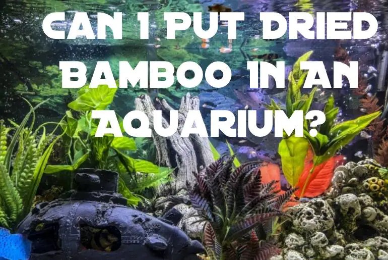 Can I Put Dried Bamboo In An Aquarium? Fish Keeping Guide