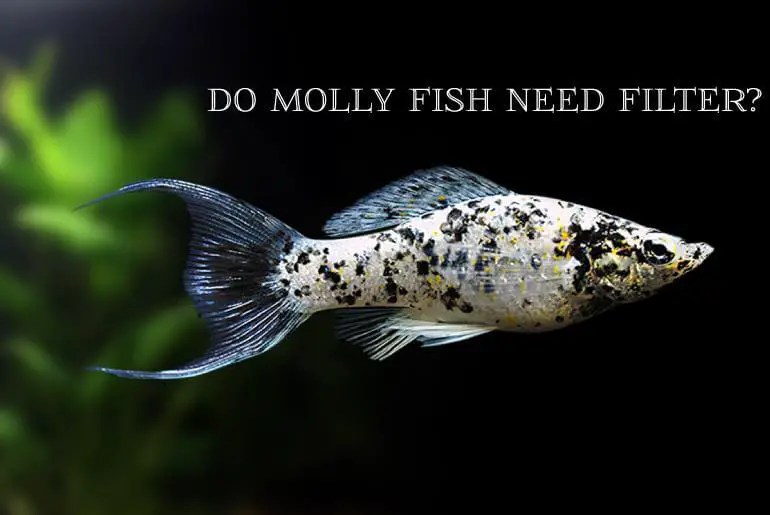 Do Molly Fish Need Filter? Learn More!! Fish Keeping Guide Molly Care