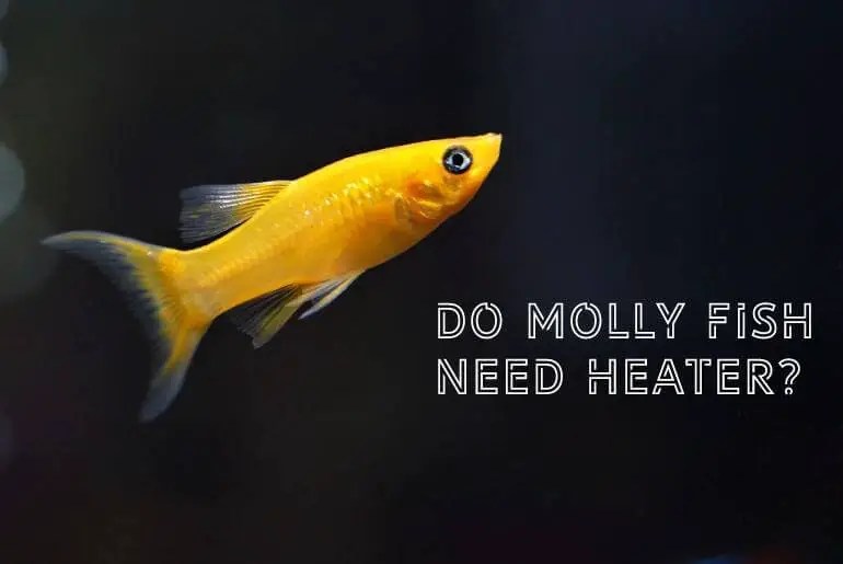 Do Molly Fish Need Heater To Survive? Fish Keeping Guide Molly Care