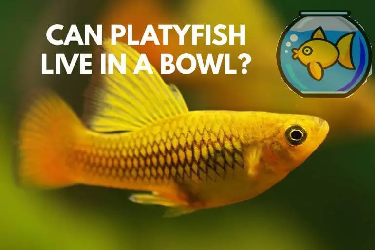 Can Platy Fish Live In A Glass Bowl? Fish Keeping Guide