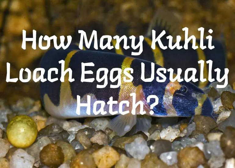 How Many Kuhli Loach Eggs Usually Hatch? Fish Keeping Guide