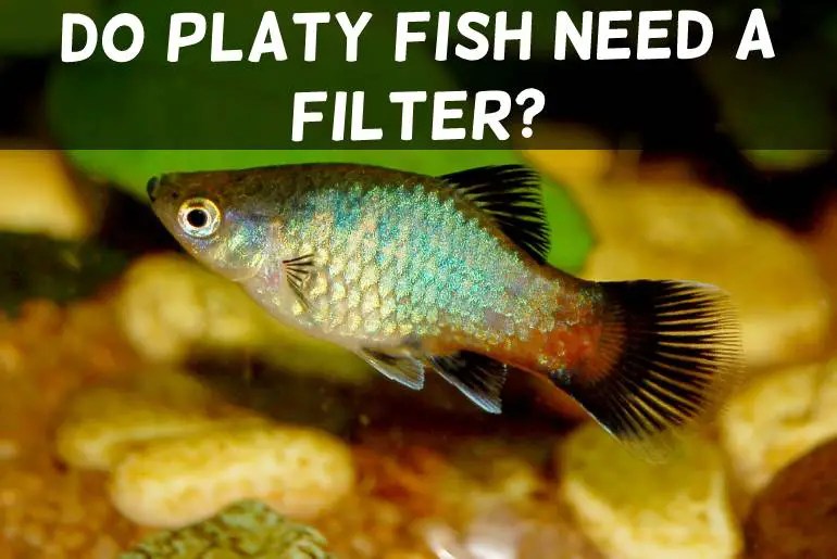 Do Platy Fish Need A Filter? Can They Survive Without Filter? Fish