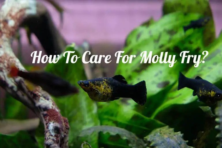 How To Care For Molly Fry? [Step by Step Guide] Fish Keeping Guide