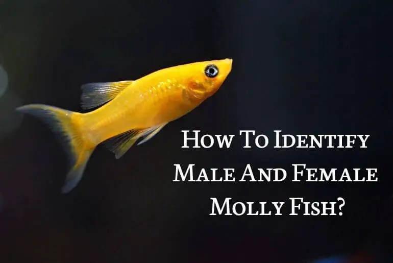 How To Identify Male And Female Molly Fish? Fish Keeping Guide