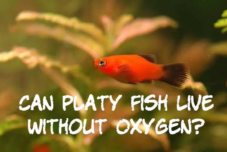 Can Platy Fish Live Without Oxygen? Fish Keeping Guide