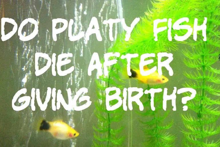 Do Platy Fish Die After Giving Birth? Fish Keeping Guide