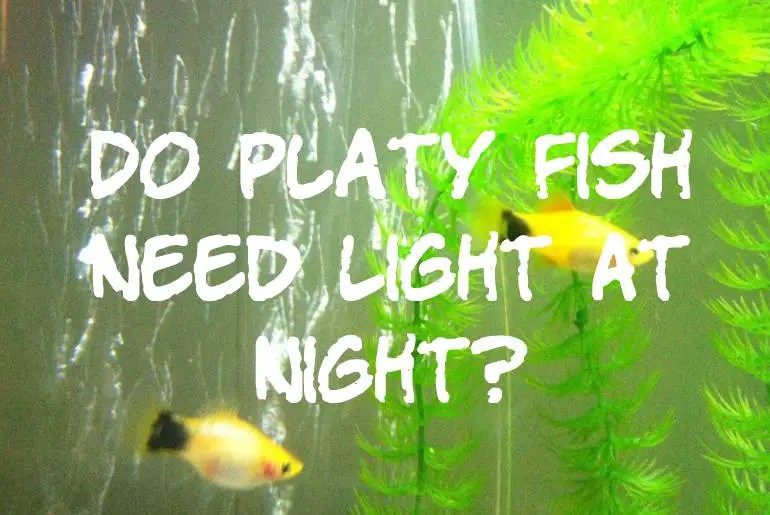 Do Platy Fish Need Light At Night? Fish Keeping Guide