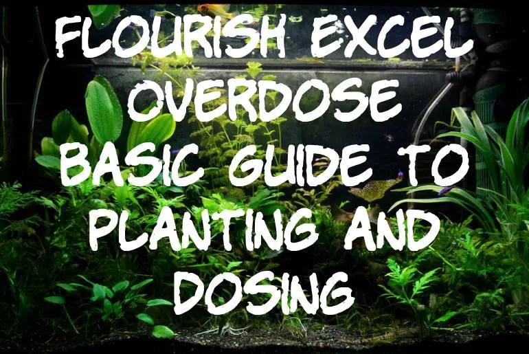 Flourish Excel Overdose Basic Guide to Planting and Dosing