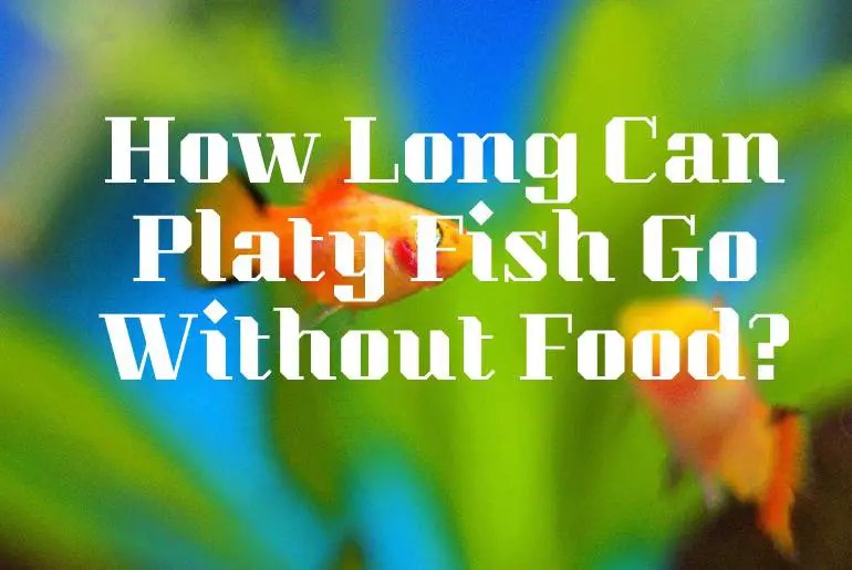 How Long Can Platy Fish Go Without Food? Fish Keeping Guide