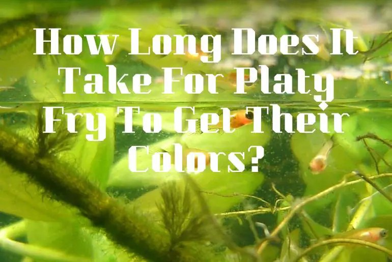 How Long Does It Take For Platy Fry To Get Their Colors? Fish Keeping