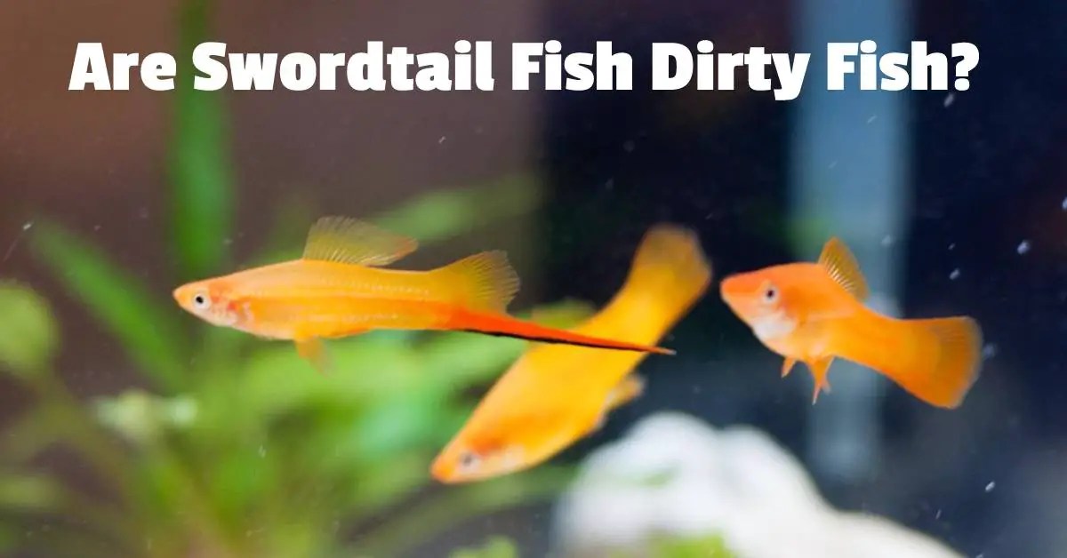Are Swordtail Fish Dirty Fish? Fish Keeping Guide