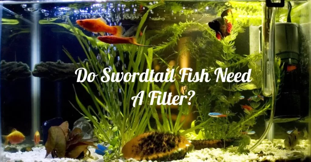 Do Swordtail Fish Need A Filter? Fish Keeping Guide