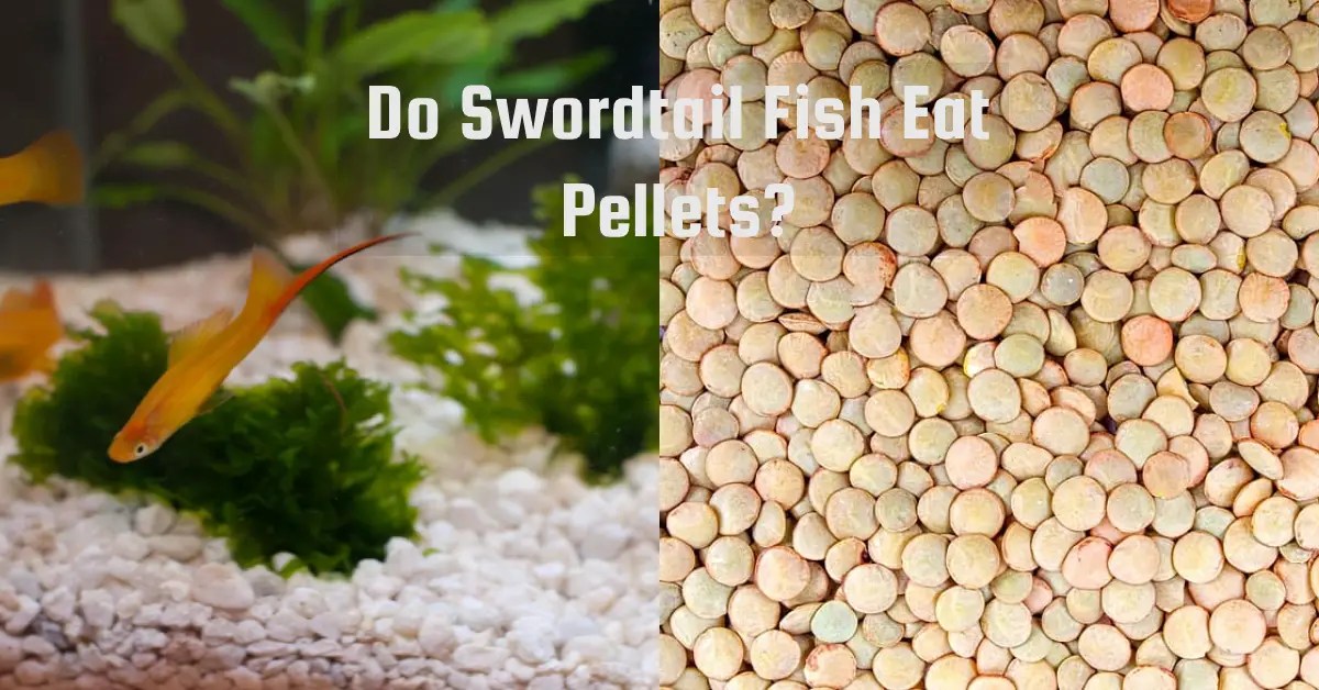 Do Swordtail Fish Eat Pellets? Fish Keeping Guide