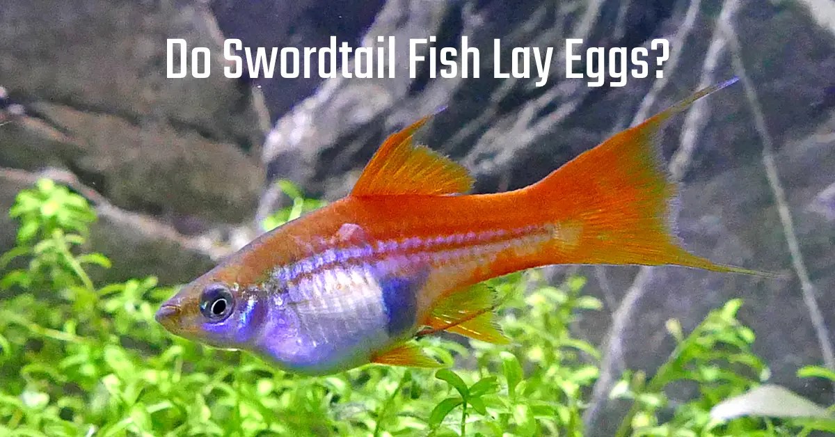 Do Swordtail Fish Lay Eggs? Fish Keeping Guide
