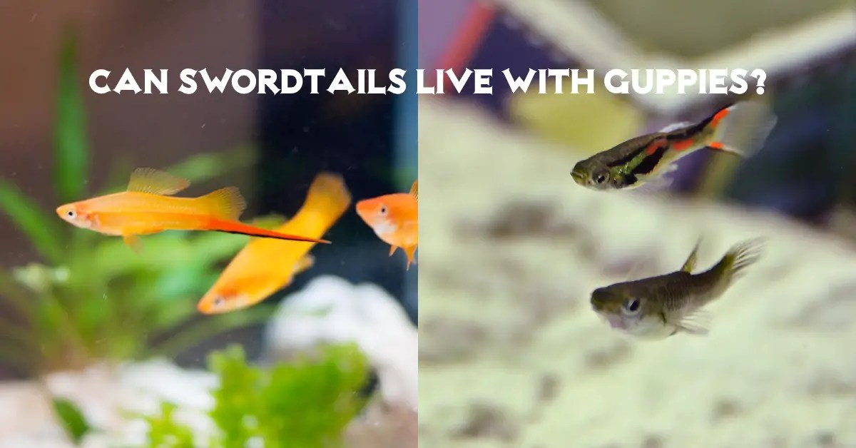 Can Swordtails Live With Guppies? Fish Keeping Guide
