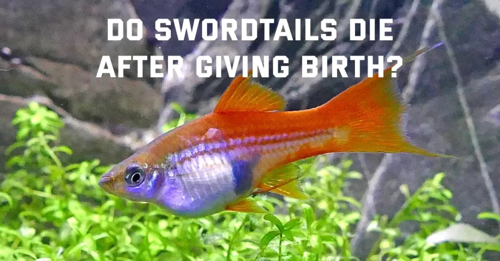 Do Swordtails Die After Giving Birth? Fish Keeping Guide