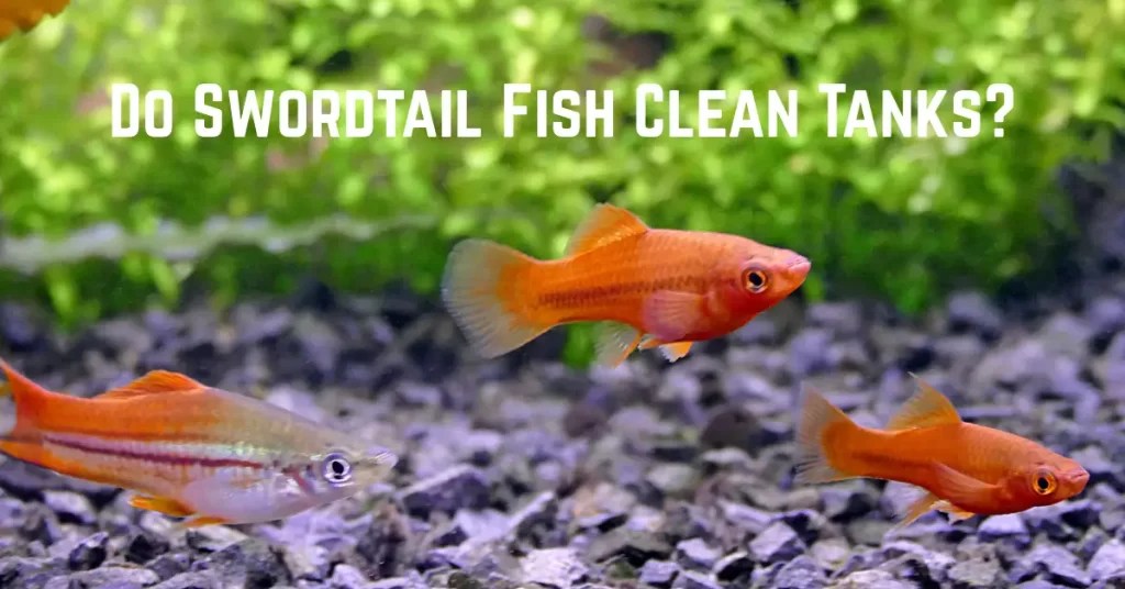 Do Swordtail Fish Clean Tanks? Fish Keeping Guide