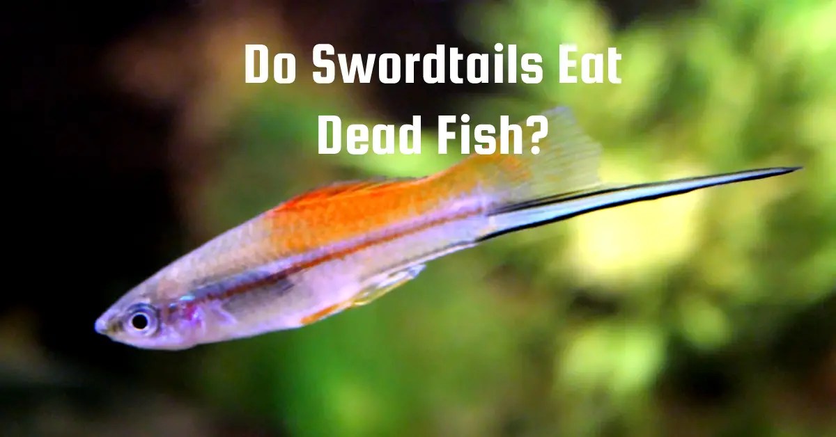 Do Swordtails Eat Dead Fish? Fish Keeping Guide