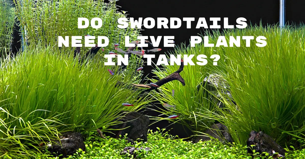 Do Swordtails Need Live Plants In Tanks? Fish Keeping Guide