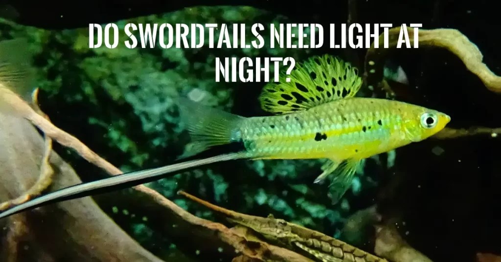Do Swordtails Need Light At Night? Fish Keeping Guide