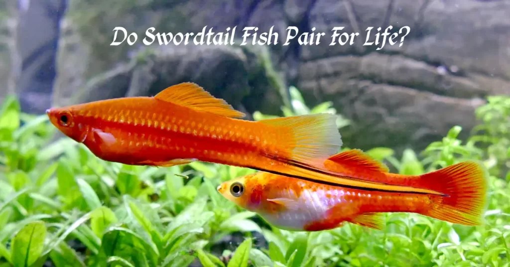 Do Swordtail Fish Pair For Life? Fish Keeping Guide
