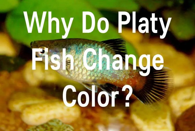 Why Do Platy Fish Change Color? Fish Keeping Guide