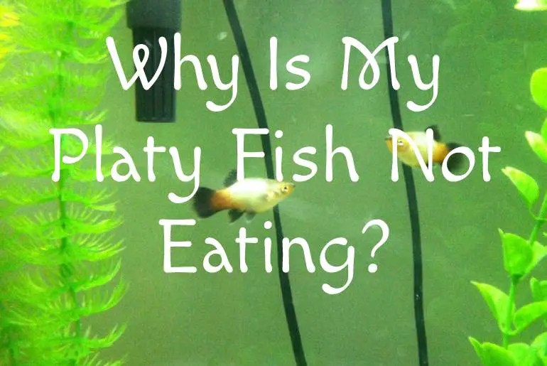 Why Is My Platy Fish Not Eating? Fish Keeping Guide
