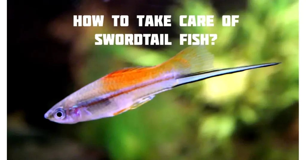 How To Take Care Of Swordtail Fish? Fish Keeping Guide