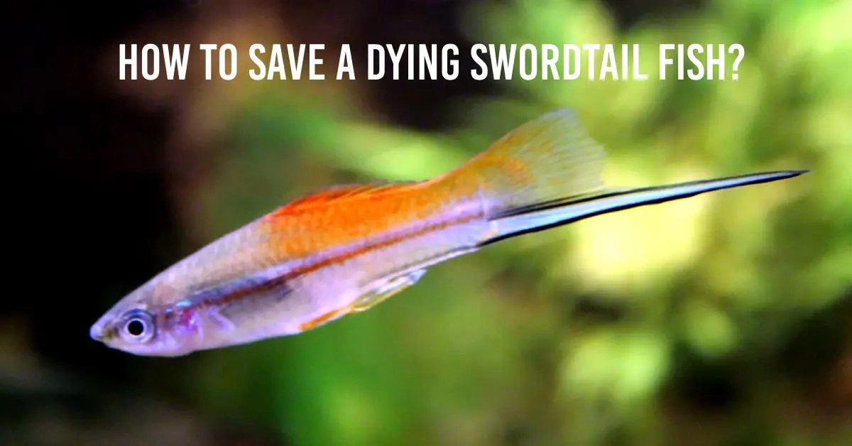How To Save A Dying Swordtail Fish? Fish Keeping Guide