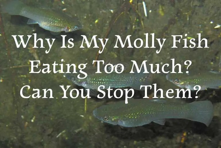 Why Is My Molly Fish Eating Too Much? Fish Keeping Guide
