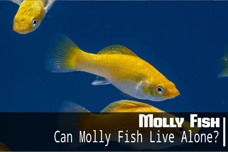 Can Molly Fish Live Alone? Can You Keep A Single Molly In Tank? Fish