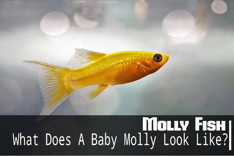 What Does A Baby Molly Look Like? Fish Keeping Guide