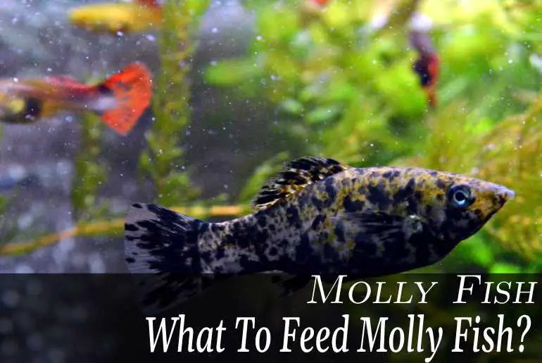 What To Feed Molly Fish? Fish Keeping Guide Molly Fish Care