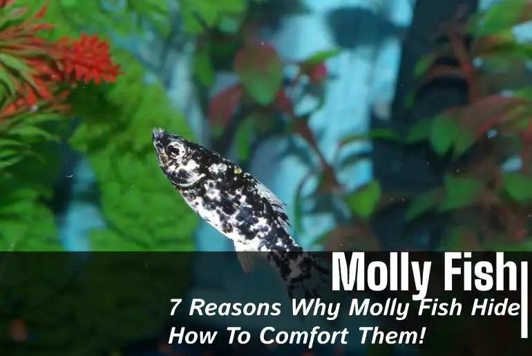 7 Reasons Why Molly Fish Hide How To Comfort Them! Fish Keeping Guide
