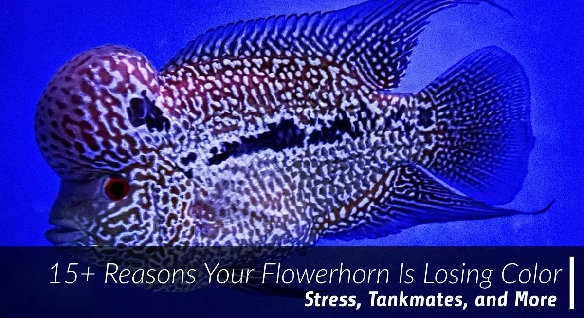 15+ Reasons Your Flowerhorn Is Losing Color And How To Fix It
