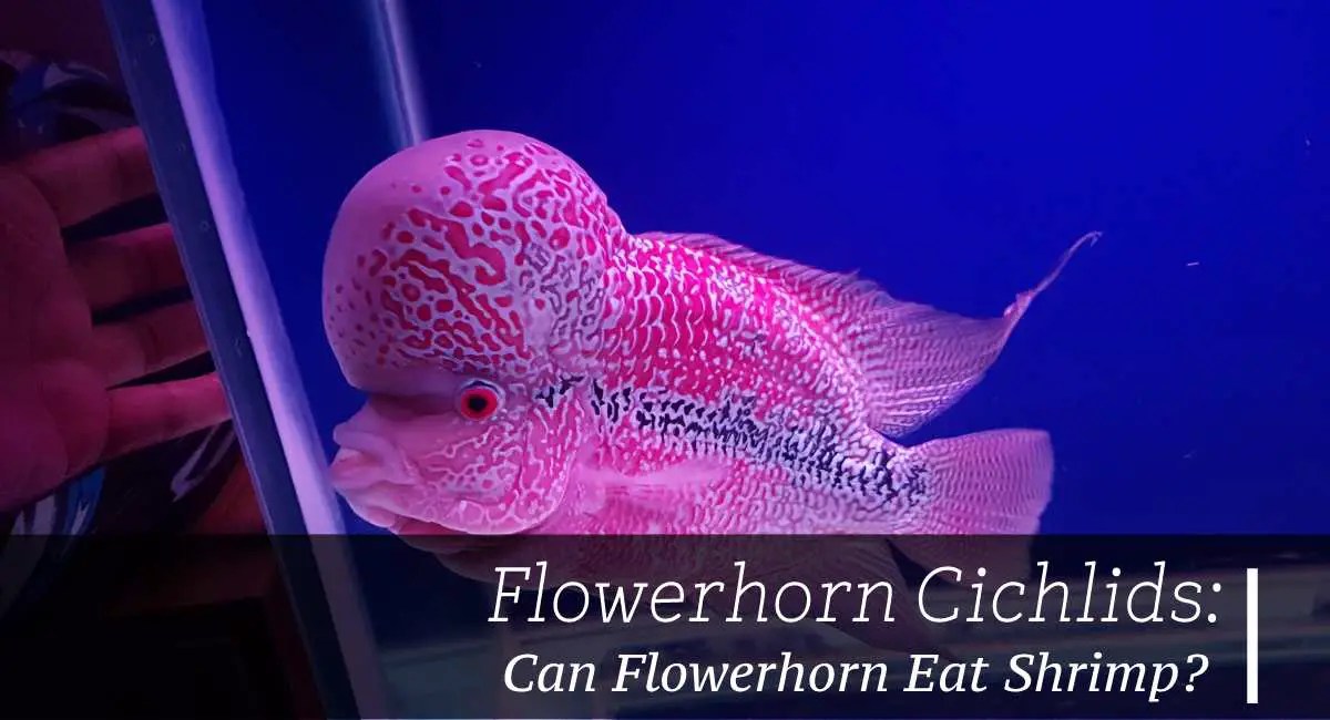 Can Flowerhorn Eat Shrimp? Fish Keeping Guide