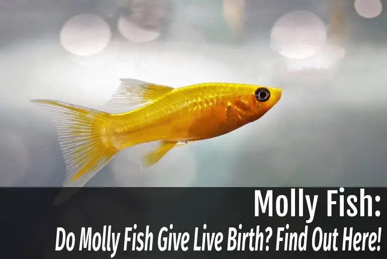 Do Molly Fish Give Live Birth? Find Out Here! Fish Keeping Guide