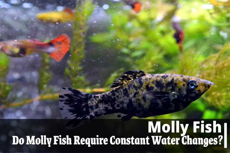 Do Molly Fish Require Constant Water Changes? Fish Keeping Guide