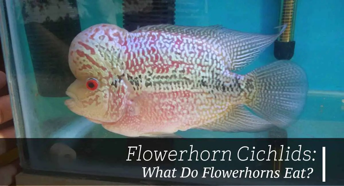What Do Flowerhorns Eat? Diet For Your Flowerhorn Fish Keeping Guide