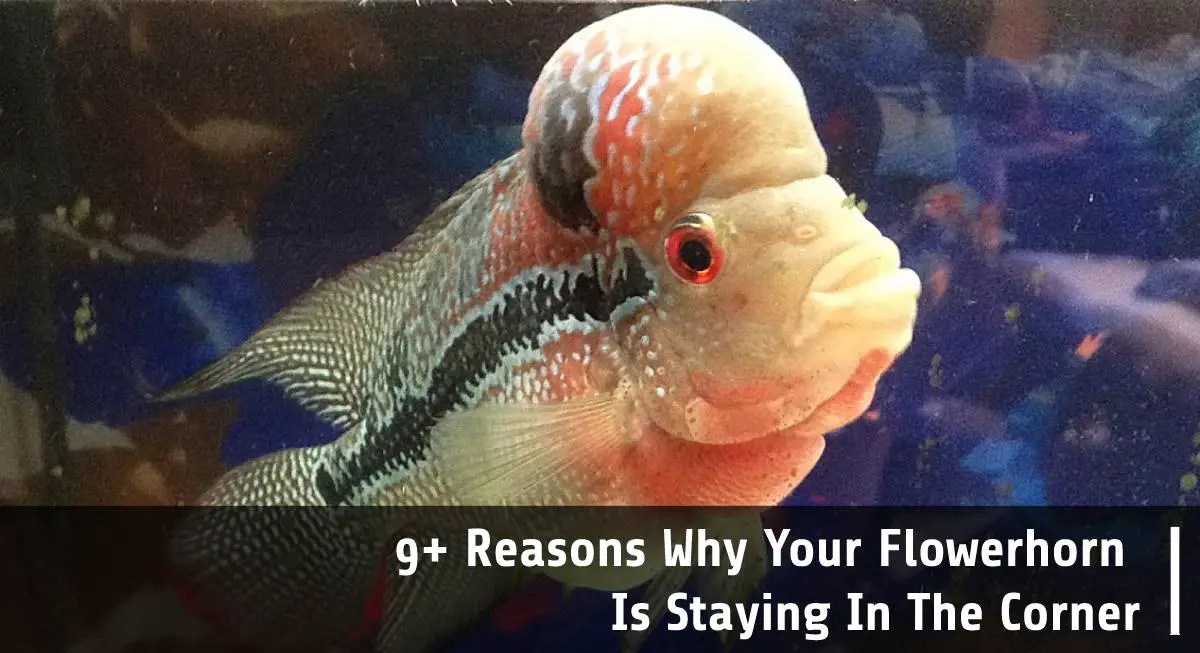 9+ Reasons Why Your Flowerhorn Is Staying In The Corner