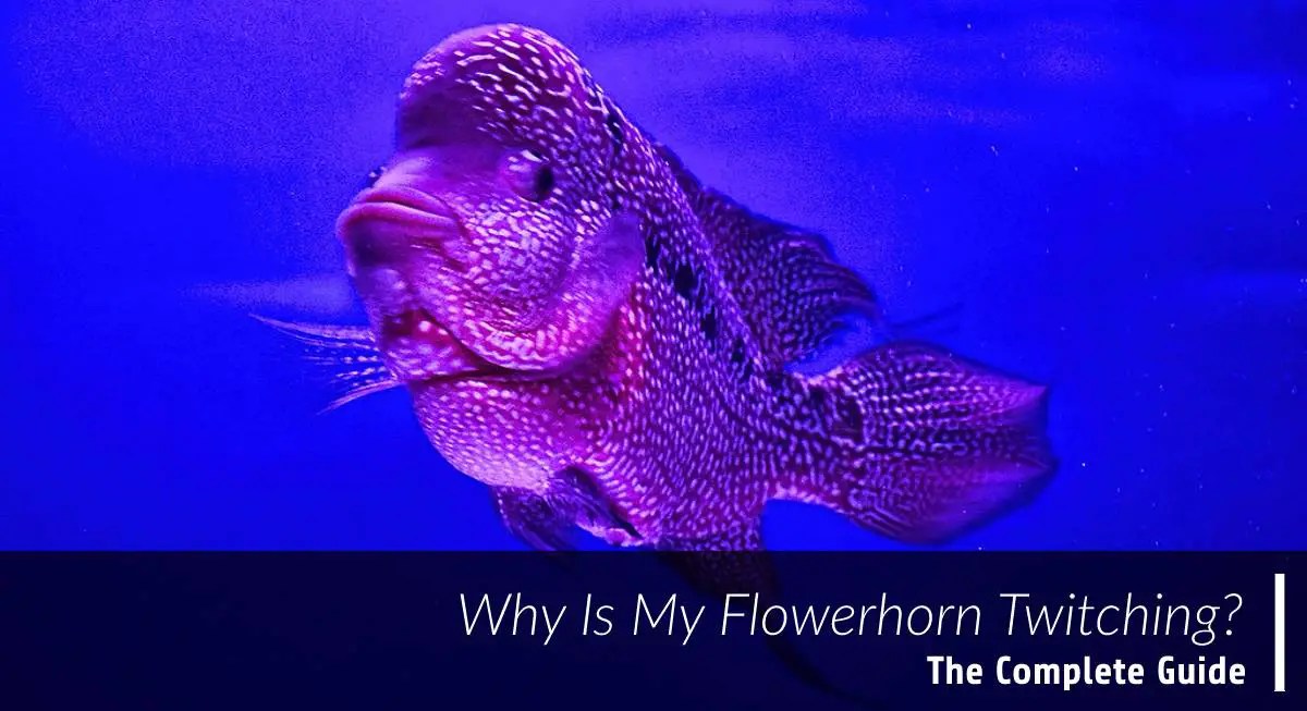 Why Is My Flowerhorn Twitching? The Complete Guide