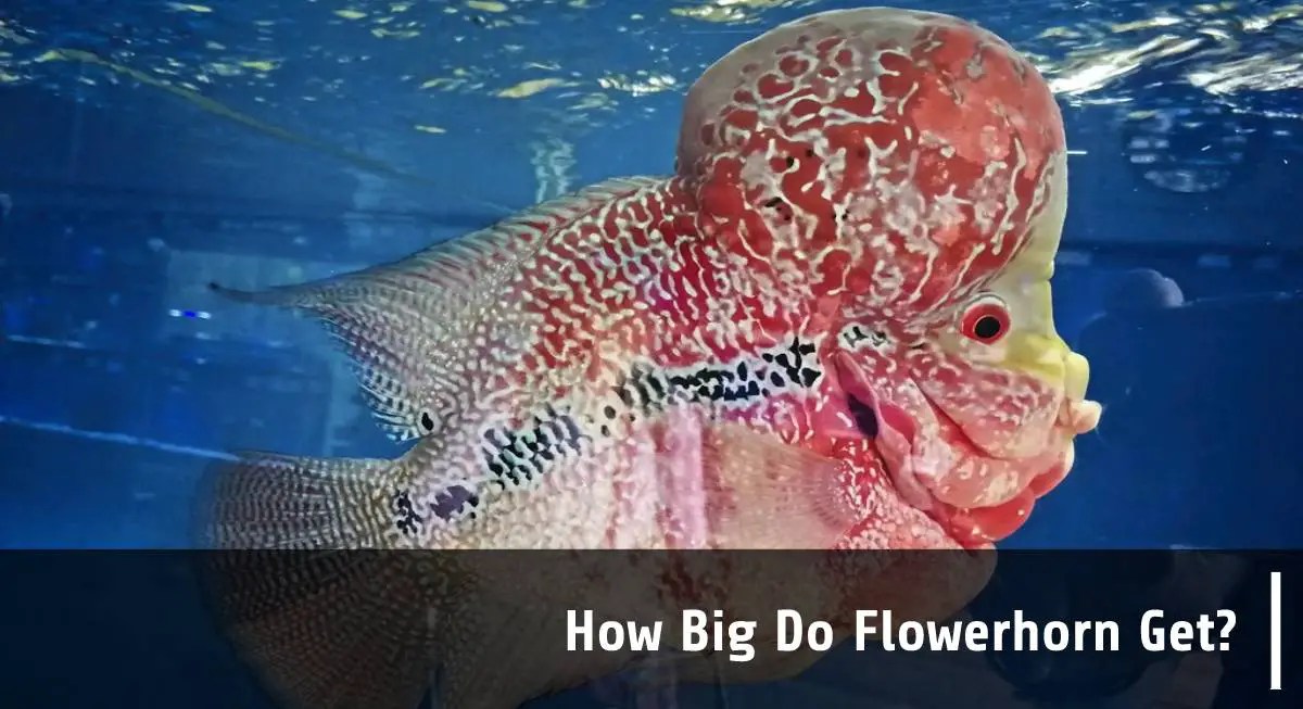 How Big Do Flowerhorn Get? Fish Keeping Guide