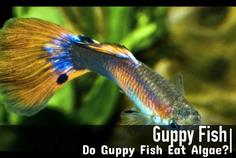 Do Guppy Fish Eat Algae? The Complete Guide Fish Keeping Guide