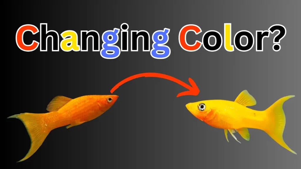 Why Do Molly Fish Change Color? A Guide Fish Keeping Guide