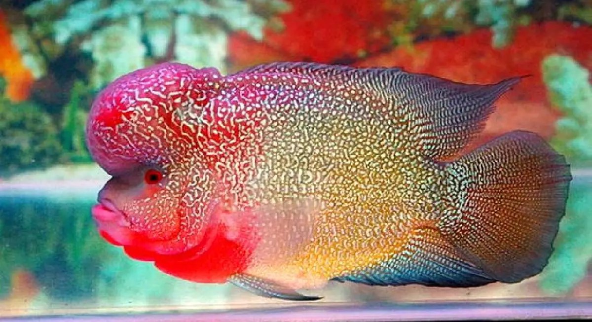 Flowerhorn Prices The Ultimate Guide 2022 Fish Keeping Guide
