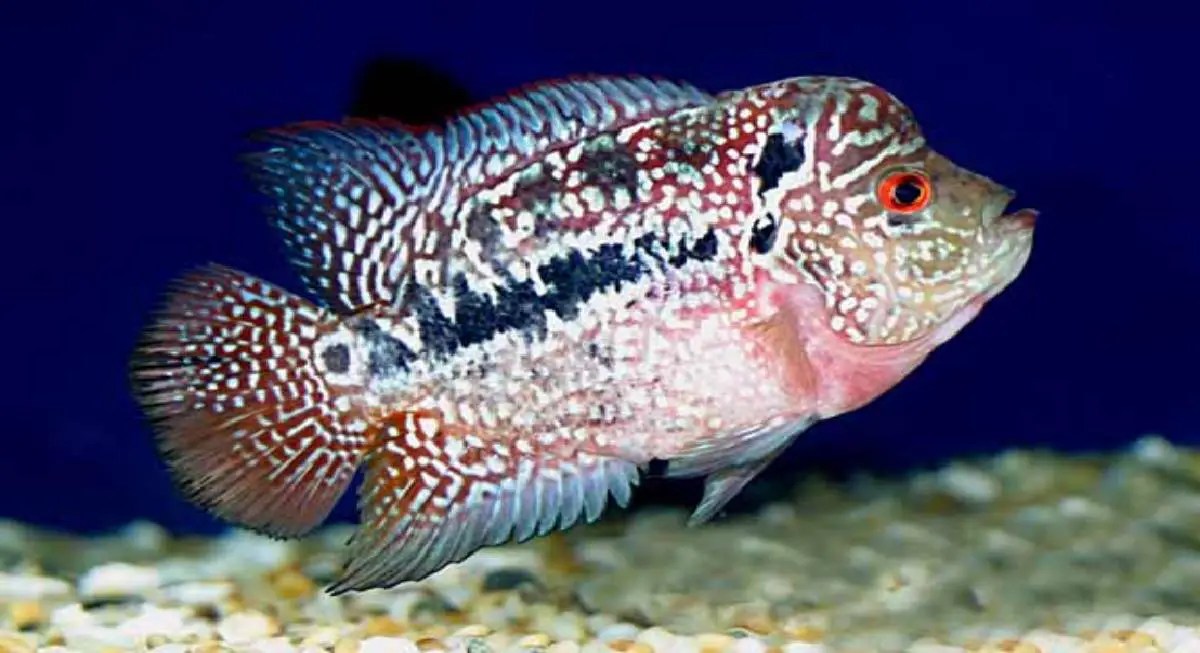 The Origin of Flowerhorn Cichlid What Cichlids Make a Flowerhorn?