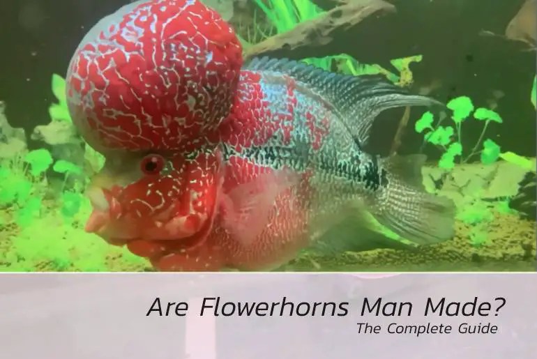 Is Flowerhorn Man Made? The Complete Guide Fish Keeping Guide