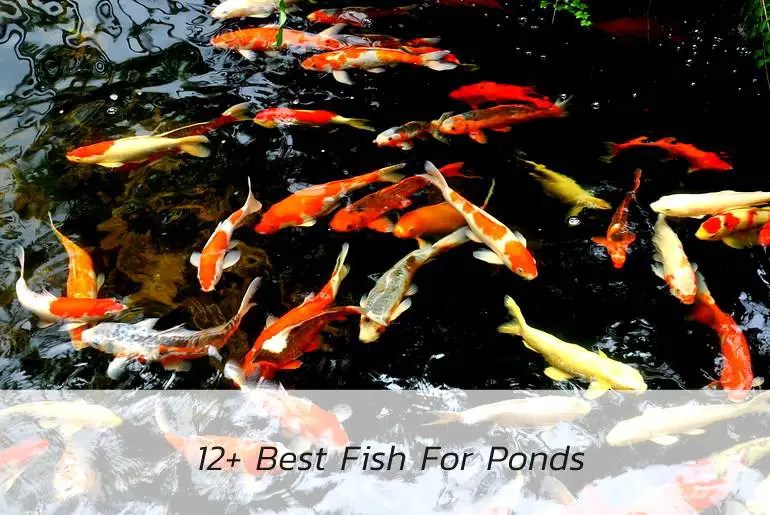 12+ Best Fish For Ponds Updated 2022 Fish Keeping Guide